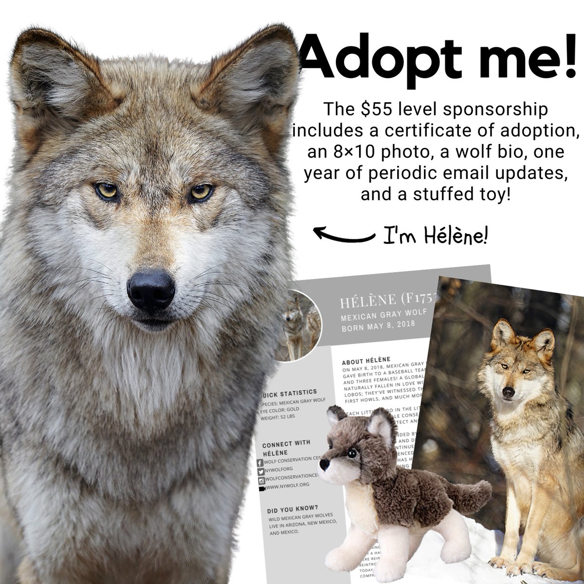 Show your love for Mexican gray wolves + symbolically adopt one today! Adopt now ➡️ nywolf.org/adopt-a-wolf/ Meet Hélène! Born in 2018 + named after our founder, she is smart, shy + strikingly pretty. She represents the WCC's active efforts to save her species!