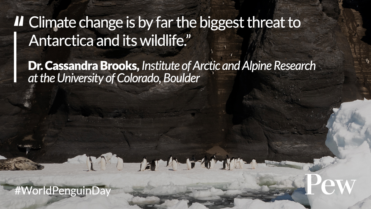 While climate change and other factors pose a serious threat to some penguins in Antarctica, there's still hope. There are parts of Antarctica that are 'staying cold,' says @cassandrafish—and those areas need protection. #WorldPenguinDay pew.org/4aPYY1J