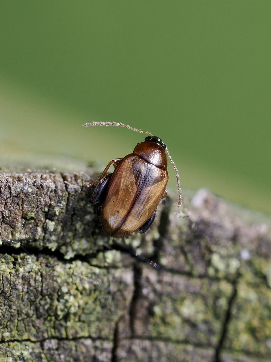 Although looking as though it’s about to jump, this tiny Potato Flea Beetle, Psylliodes affinis, decided to tale a leisurely stroll down the back of the post. #FencePostWildlife #beetles