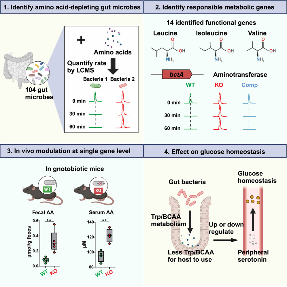 Microbiota metabolism of amino acids Gut microbes &metabolic genes deplete amino acids, affecting host amino acid homeostasis. ie, #microbiota genes in branched-chain amino acid & tryptophan depletion regulate glucose tolerance via serotonin @GuoGroupWCM cell.com/cell-host-micr…