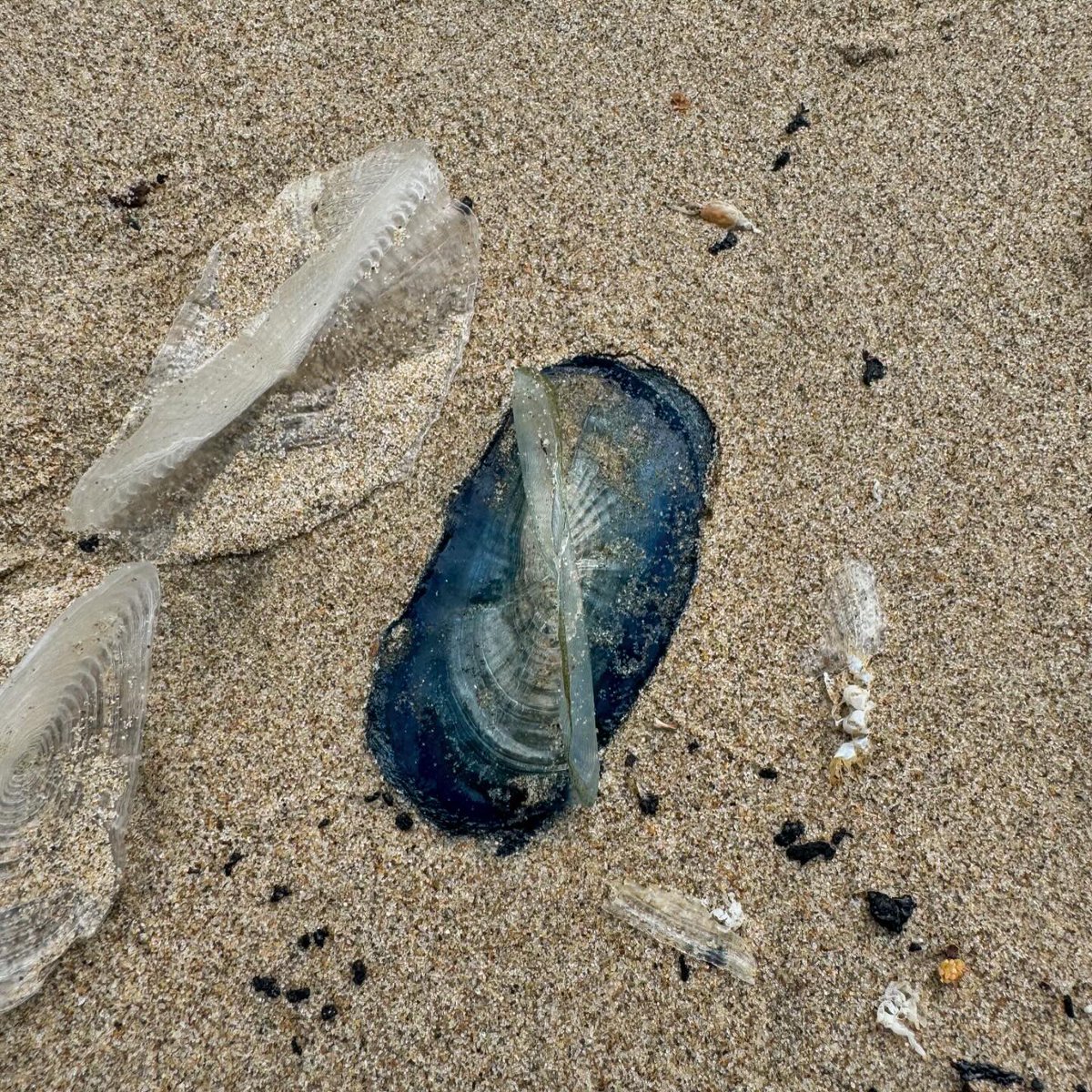 Hundreds of Velella, AKA “By-the-Wind-Sailors,” have washed ashore on Kiddie Beach. Learn more about these sea creatures here: nps.gov/pore/learn/nat…
