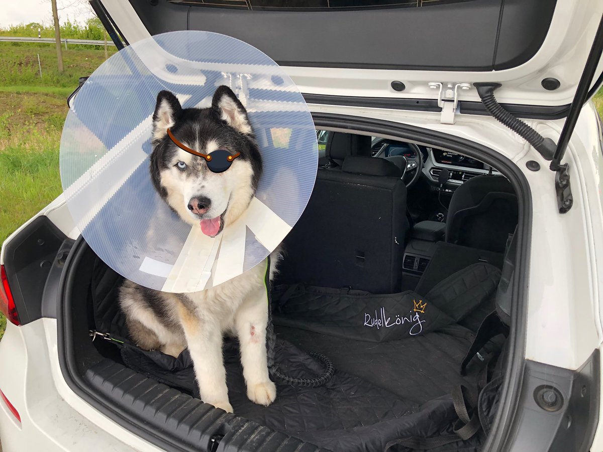 daintyd.bsky.social tweet media