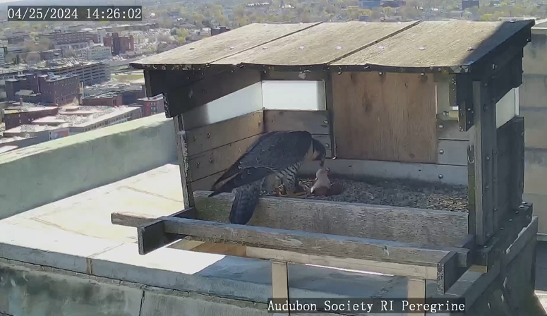 HAPPY HATCH DAY! The first #ProvidencePeregrines egg hatched this morning. Thank you to a viewer for this image of the eyas' first feeding this afternoon Tune in over the next couple of days as the remaining 3 eggs hatch! Watch here: asri.org/view/peregrine…