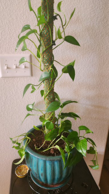 Me ❤️🪴 My favorite plantie https://t.co/1VeIUbk6a0