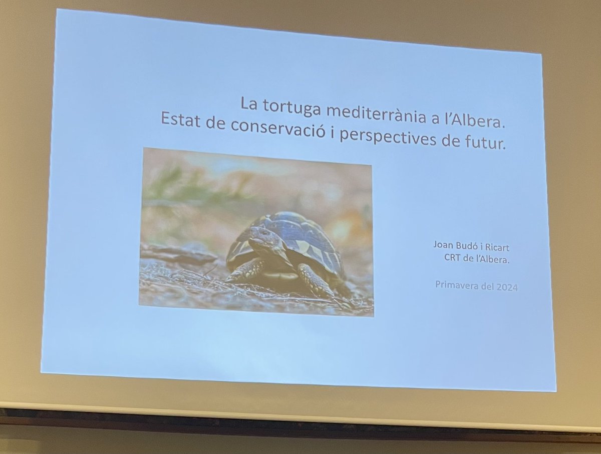 Per conèixer la tortuga de l’Albera el millor és escoltar en @BudoJoan! La tortuga s’està expandint cap l’est i cap l’oest ocupant el seu hàbitat natural, tot el peudemont de l’Albera, que curiosamente quedaria protegit amb el futur #ParcNaturaldelAlbera!