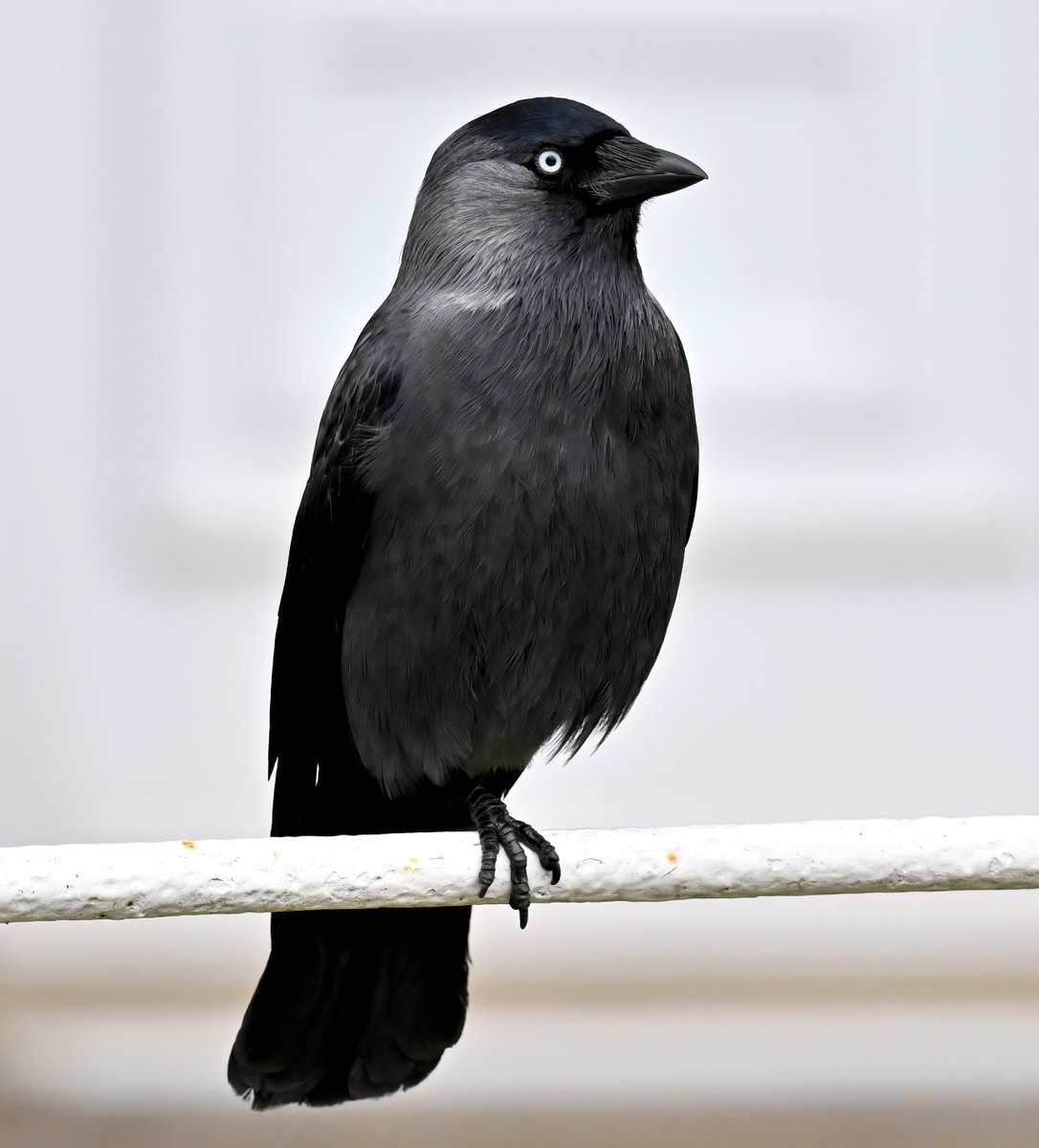 Carl Bovis tweet media