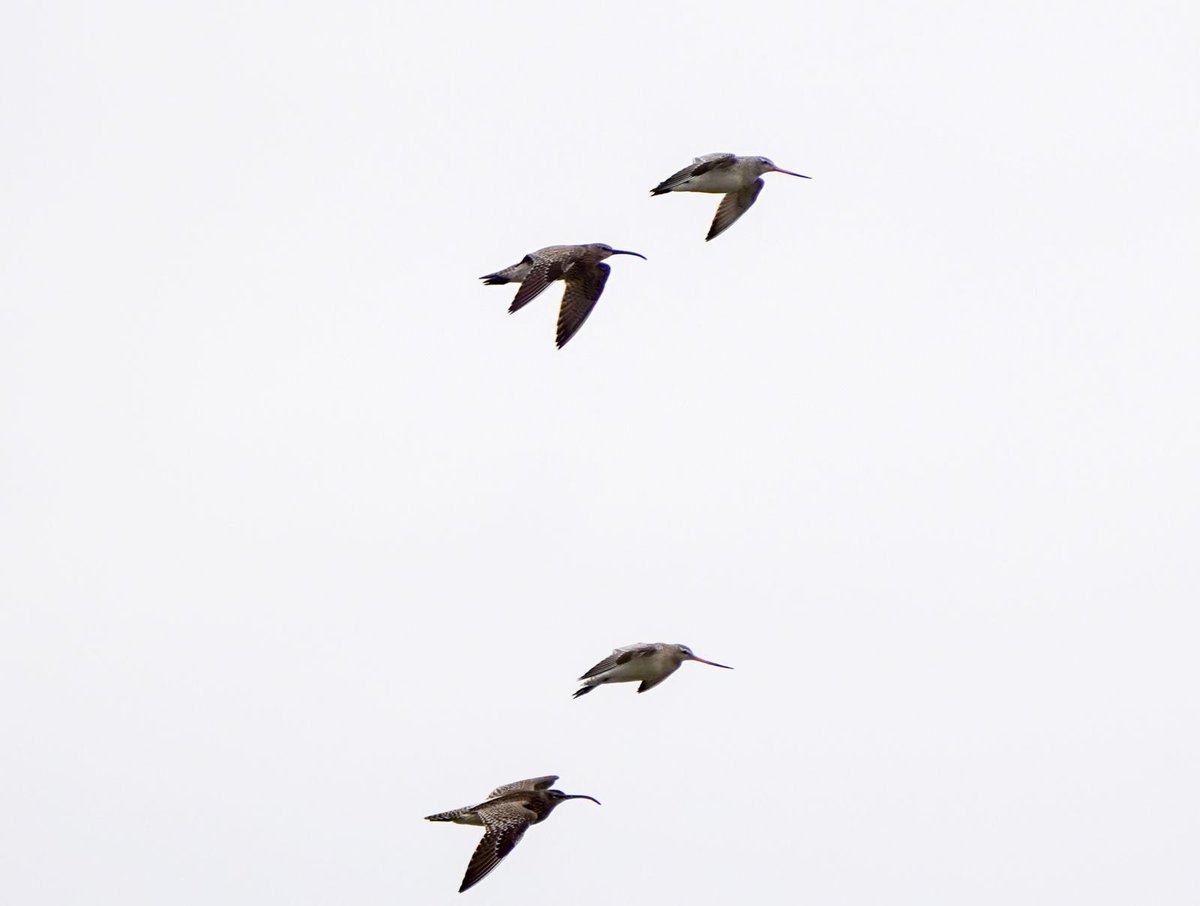 Whimbrel and godwit at Stanpit marshes. #stanpit #dorsetbirds