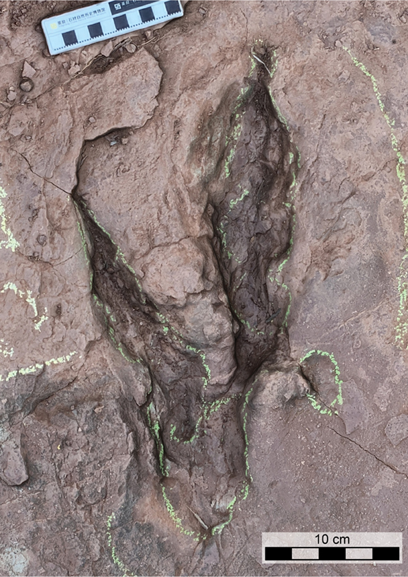 New paper is out now! 90 million-year-old giant 'raptor' tracks from China tinyurl.com/27sky2ex tinyurl.com/yp4stfyn