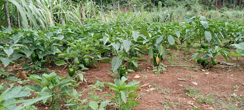 In #Haiti where dependency on food imports is said to be at 80%, it’s GREAT to support local production. Here are crops from our partner OPDAAH/Organisation des Planteurs pour le Développement Agricole de l'Anse d'Hainault.