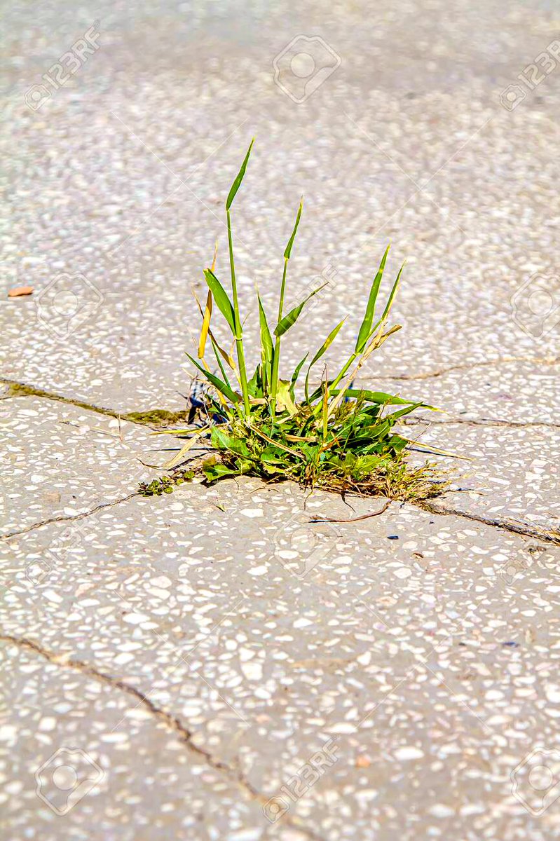 Everyone posting all pretty photos of Farmer Freddy with their flowers, all beautiful grown grass... In NY we got the mysterious grass that grows out of concrete cracks... Dafuk ima do with that... #BrooklynGrass #NYC