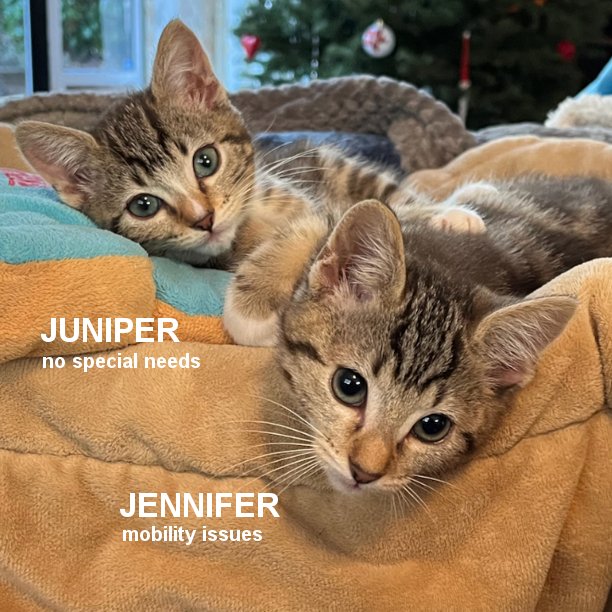 Meet Jennifer and Juniper. They’re both 7 months-old. Jennifer has mildly twisted rear legs and Juniper has no special needs. Both are typical kittens: running, playing, climbing, and wanting to be in your lap for pets and attention. They need to be adopted together. #snapcats