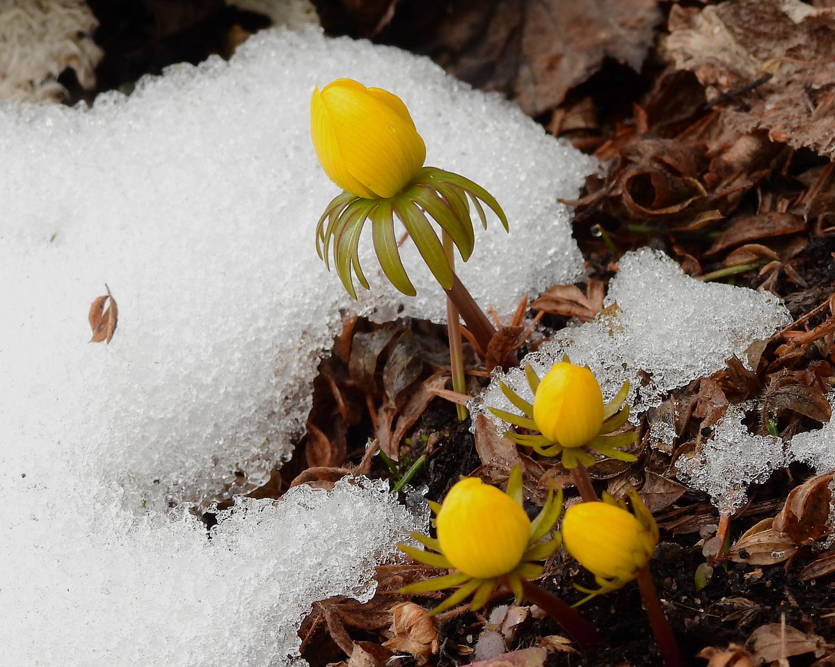 Lumesta oli tänään enää rippeet jäljellä. Muutama talventähti oli noussut maasta, mutta visusti oli kukka supussa, kun oli kylmää vielä. #talventähti #snow #ig_finland #spring2024 #mökkipiha #kevät2024