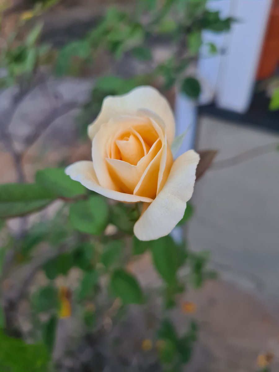 Linda, amanhã mostro ela aberta, esta roseira é na minha casa, acreditem, tem por volta de 100 anos, foi plantada pelo meu avô.