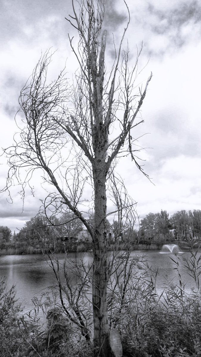 Lagunas de Velilla #hacerfotos #blancoynegro #blackandwhitephotography #blackandwhite #monocrome #laguna