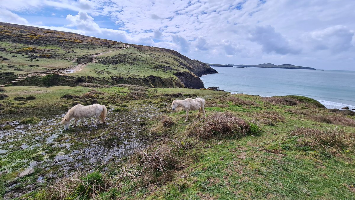 JRawlingsVolc's tweet image. Final day of the undergraduate first year geology fieldtrip to Pembrokeshire. Students completed their summative mapping exercise around St David&apos;s Head. @morgan_bugler @OceanEarthUoS