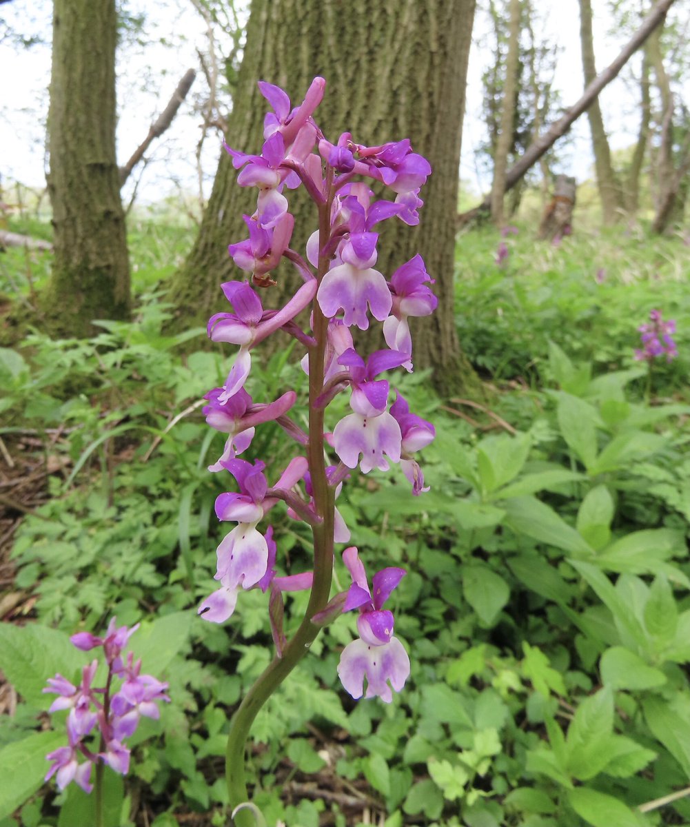 Early Purple Orchids - Braughing Friars (Hertfordshire) 25/4/24 #hertsorchids @HMWTBadger @ukorchids @Britainsorchids @EuropeanOrchids @BSBIbotany @wildflower_hour @HardyOrchidSoc