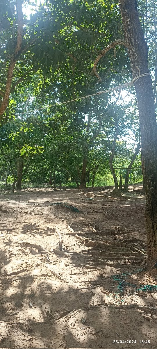 Te invito a un sancocho de gallina criolla a mi finca