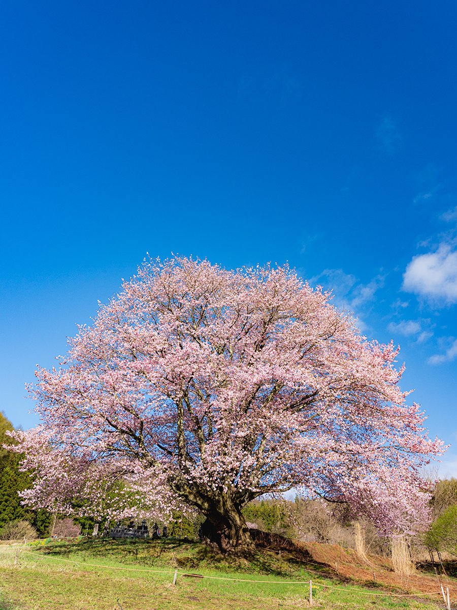 この花が咲くと桜も見納め
2024.04.25 06:59:04
天王桜（片品村）
#群馬愛 #SonyAlpha #α7IV #SEL24105G #これソニーで撮りました