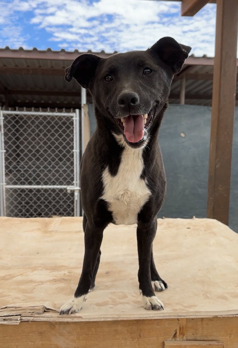 apac_refugio's tweet photo. Cuidemos el planeta, es el único lugar con caritas así❤️🐶 https://t.co/jhgVEaGROV
