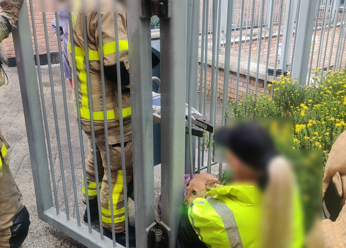 Dolphin's Barn firefighters got stuck into an animal rescue today after a dog got his head stuck in railings. Using a battery powered spreaders they were able to release the hemmed in hound 🐶