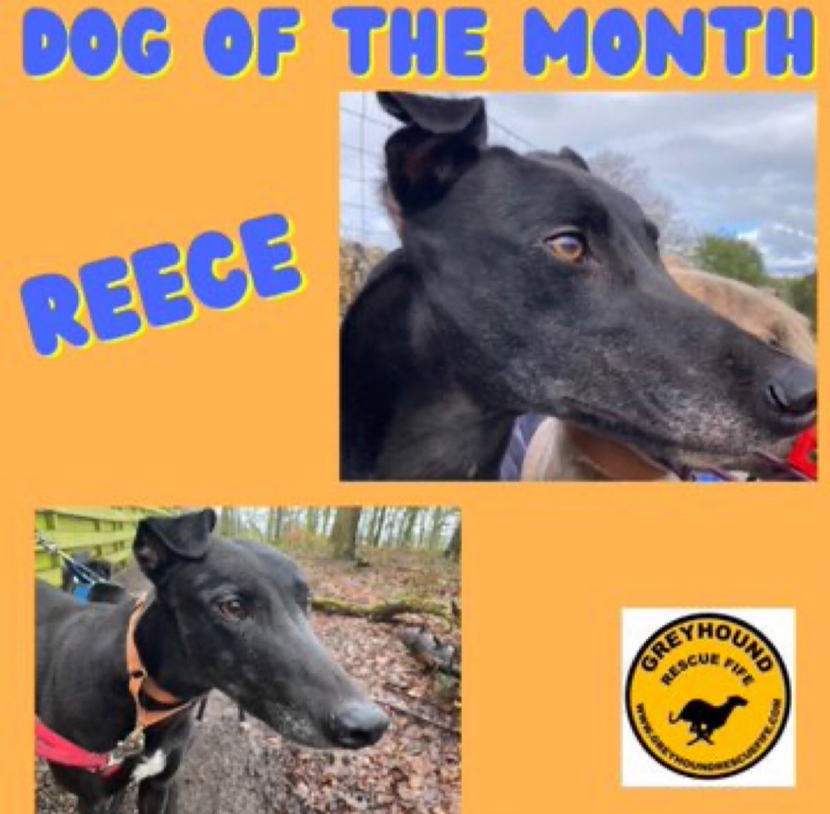 #forgottensoulshour plz RT and help beeyootiful boy #Reece find a super duper home #TeamZay @GreyhoundRFife