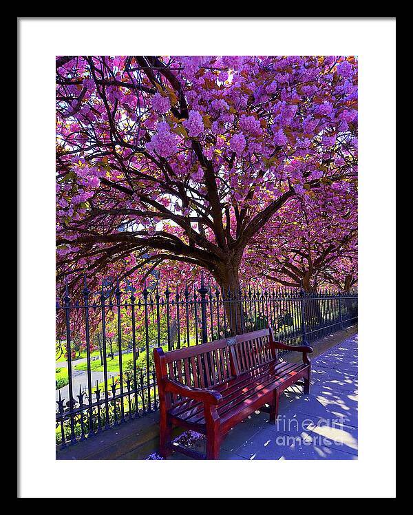 All About the Bench… Framed Prints live here… pixels.com/featured/all-a… #edinburgh #trees #tree #treeclub #blossomseason #landscape #cherryblossom #blossom #spring #beautiful #naturelover #treelover #treelovers #cherryblossom2024 #cherryblossomtree #cherryblossomseason