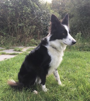 #LOST #DOG WILLOW 
Adult #Female #BorderCollie Black & White #Spayed
#Missing from #Tretio #Pembrokeshire 
#SA62 #Wales on
Tuesday 23rd April 2024 
#DogLostUK #Lostdog #ScanMe 

doglost.co.uk/dog/191825