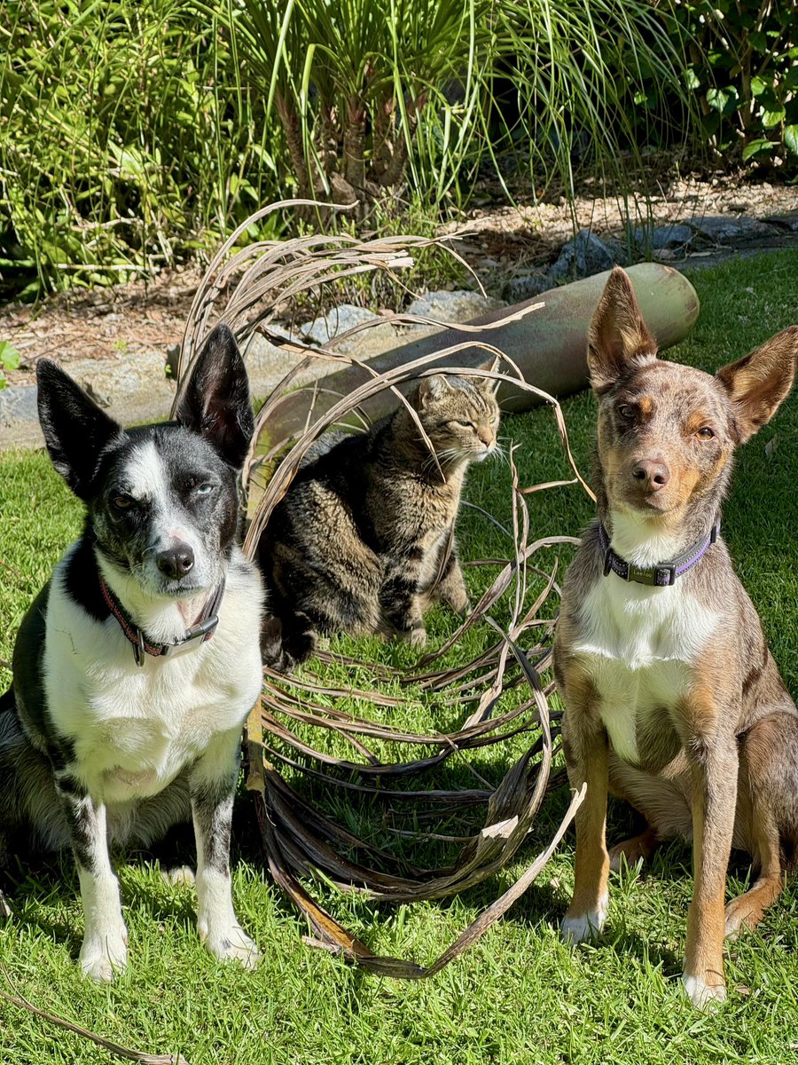 Big day tidying up the garden yesterday and everypawdy helped, even Miss Kali 🐶🐱🐶 #ActuallyWeGotsInTheWayMostOfTheTime 🤭