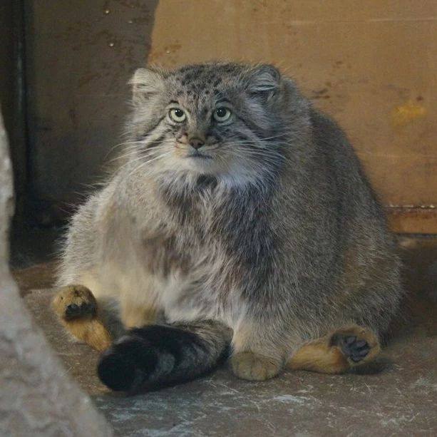 DailyManul's tweet photo. https://t.co/PorYeVWphj