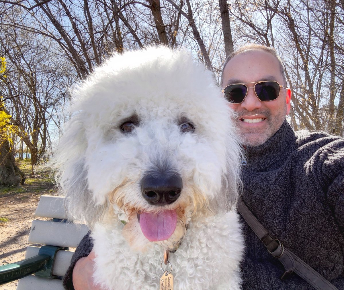 Somehow he manages to look gigantic selfies. It’s still a little cool here in Toronto, but the bright sunshine makes up for it! We’re out for a late afternoon romp through the woods. #DailyChester #sheepadoodle
