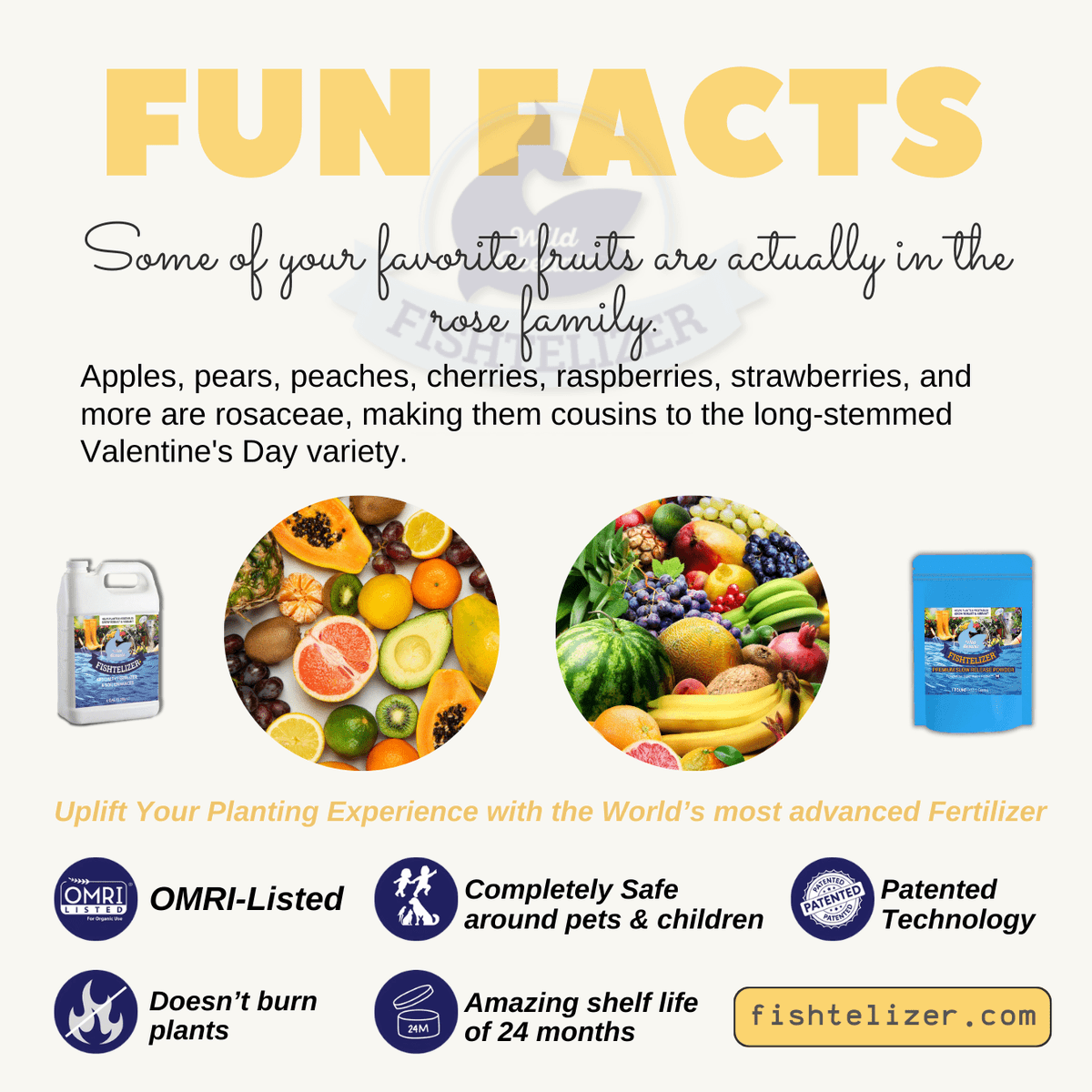 Fishtelizer's tweet photo. FUN FACT ABOUT PLANTS 📢🌱☀️ 🕵️‍♀️

Follow @fishtelizer for interesting content 😍😍

#winterizeplants #bestfertilizer #nitrogenrichfertilizer #growvegetablesathome #boostplantgrowth #hydroponics #madeinusa #funfacts #plantsfacts #plantingfacts #microorganisms https://t.co/lpRyAqg2cq