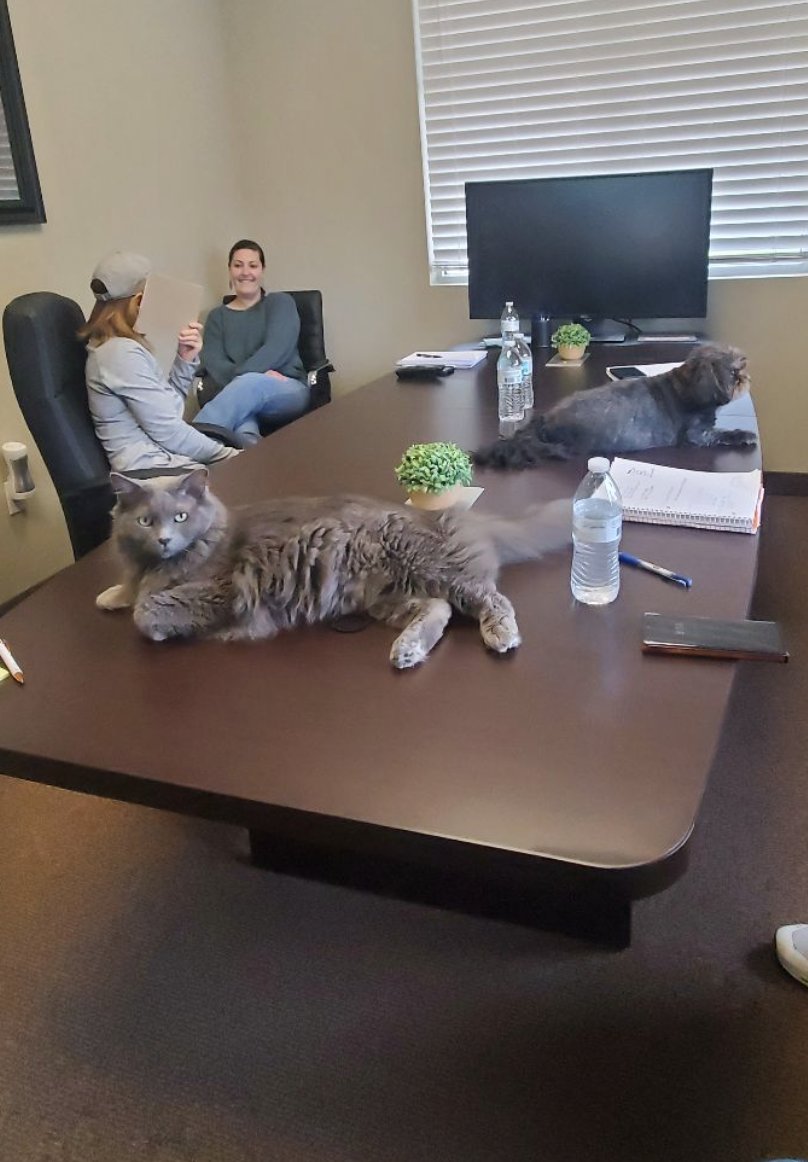 Both of our Stress Control Managers were present in today's schedule meeting 🐾  Keeping that mental health in check! 🤗 #officedog #officecat #mentalhealth #stresscontrol #homeremodeling