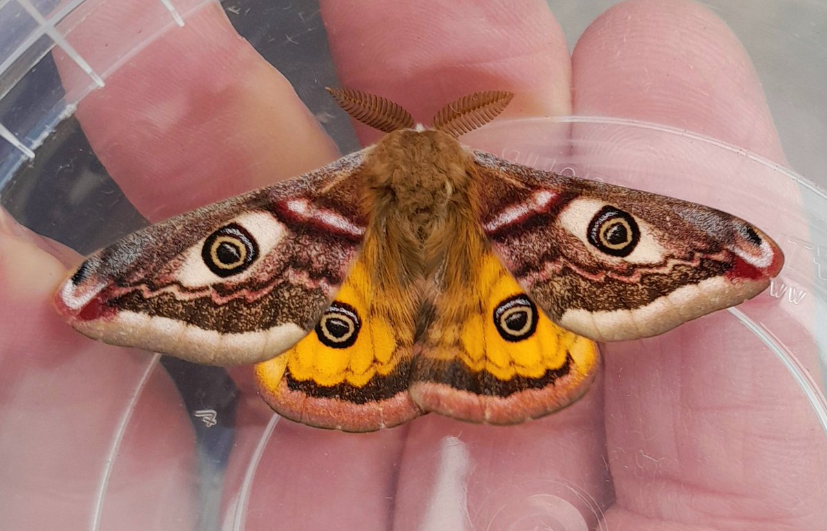 Wicklow Nature tweet media