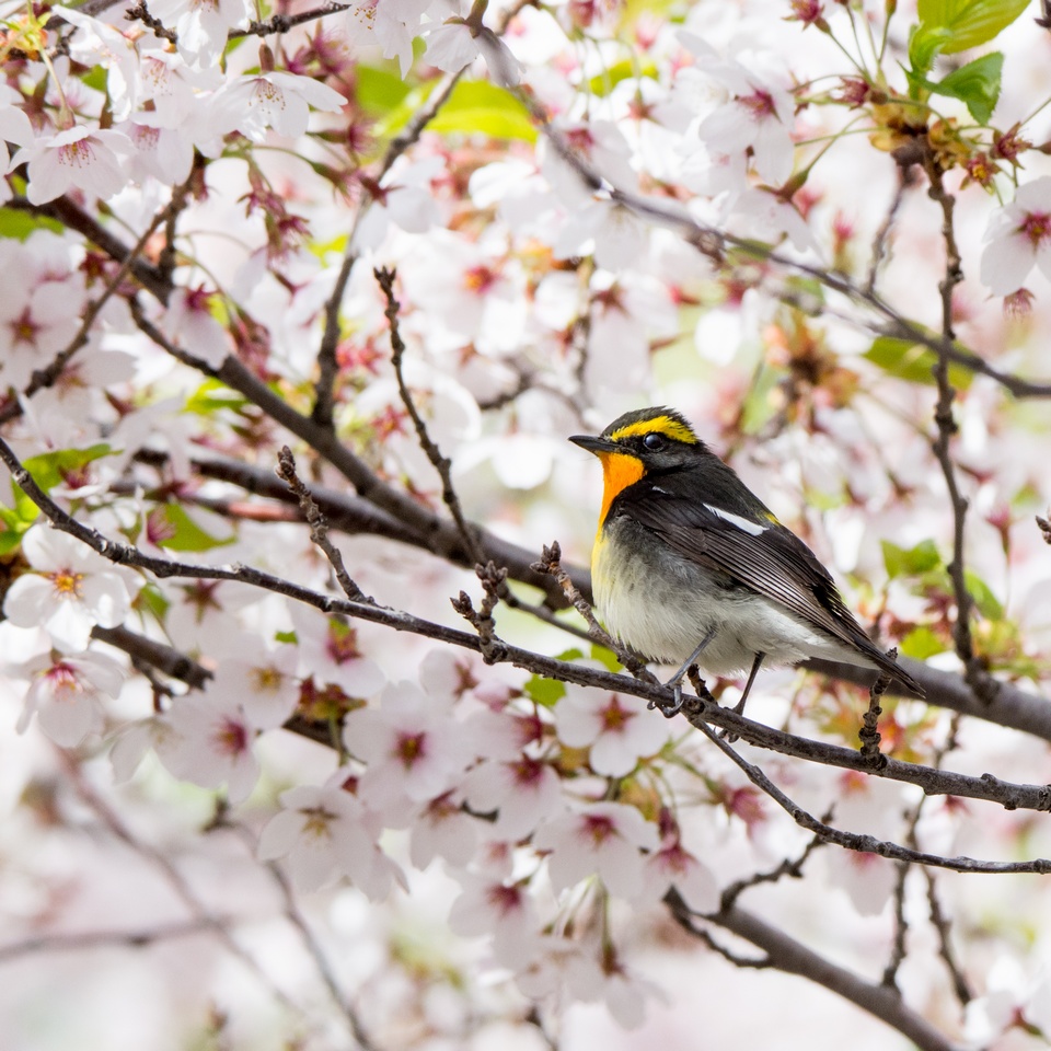 今日はどの木でお花見しようか考えているかもしれないキビタキさん #野鳥 #キビタキ