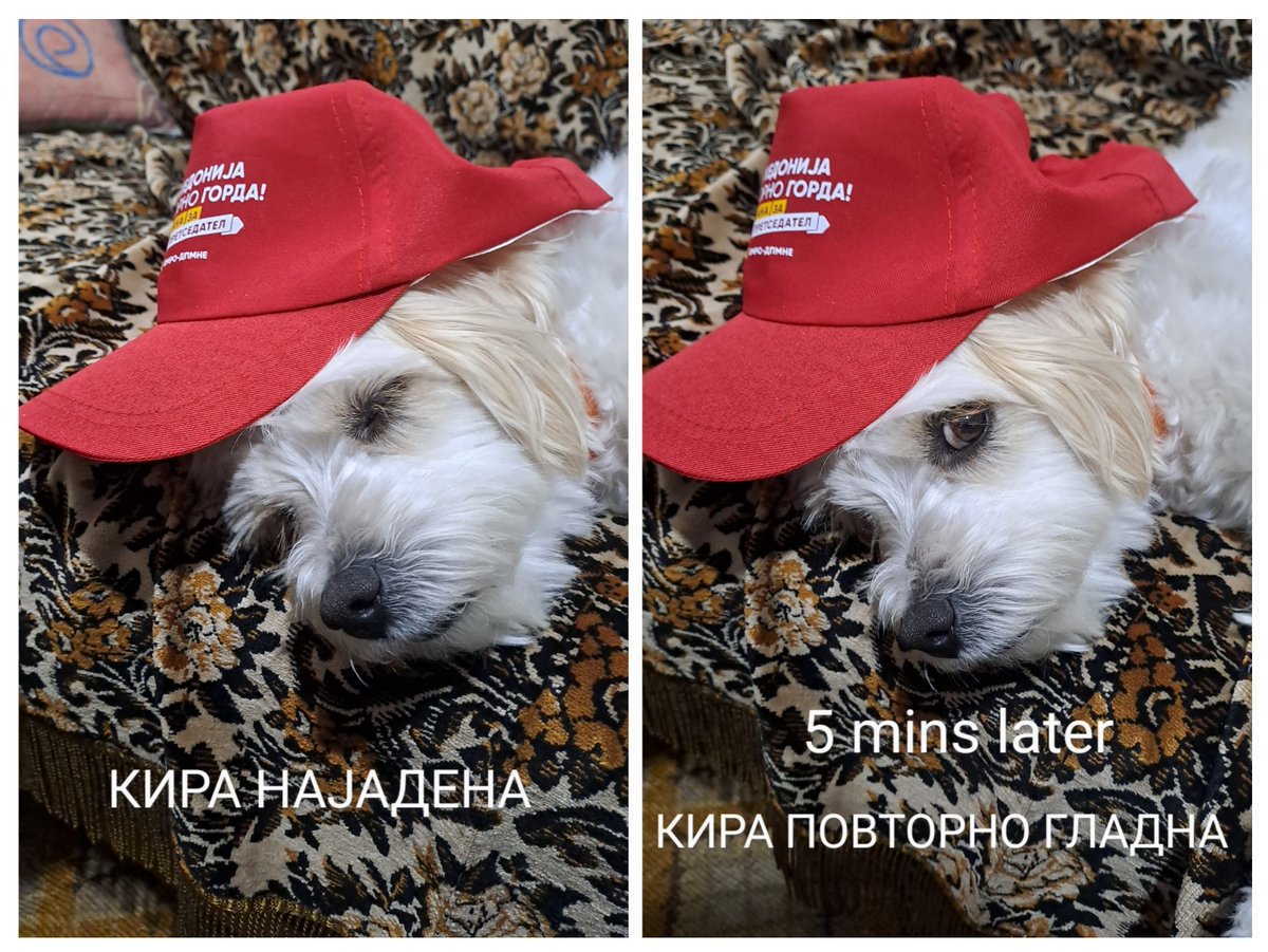 Ц, ц, ц...аци (@theotterme) on Twitter photo 