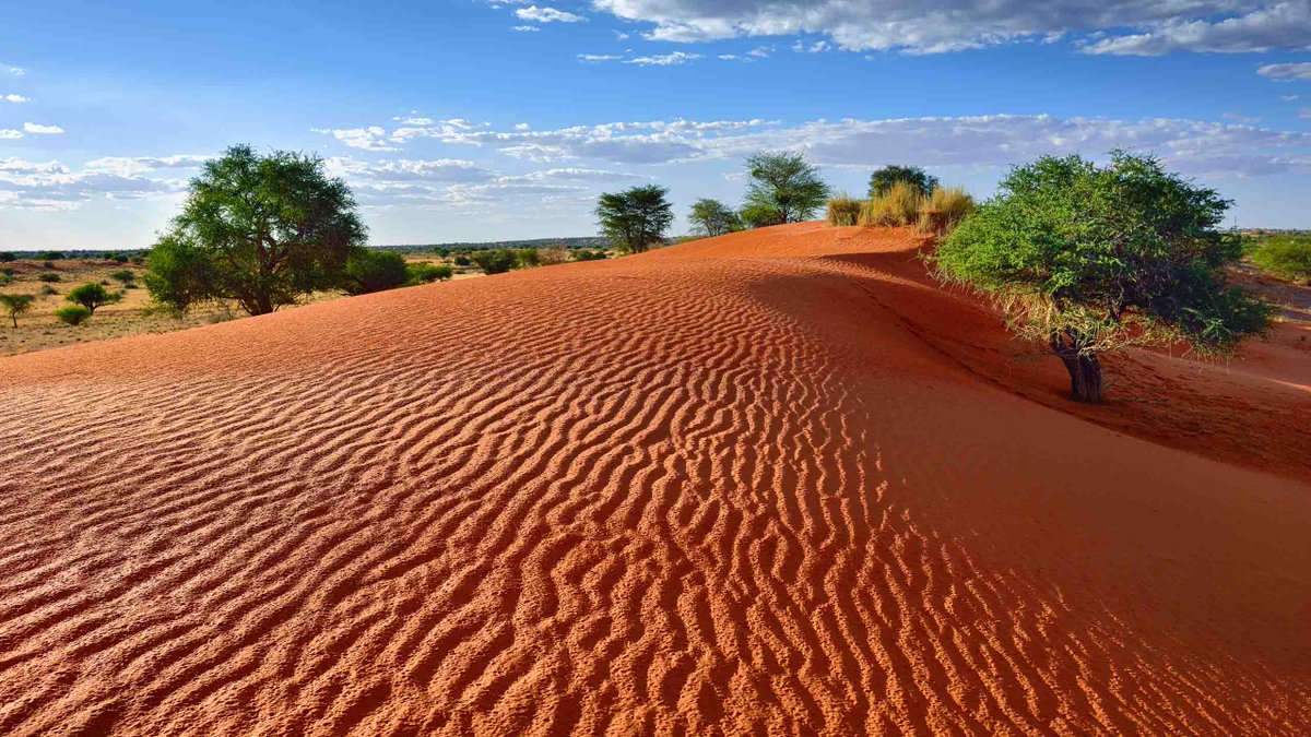 Furrowed landscape. The Kalahari Desert in Botswana offers varied, contrasting features, all beautiful, like this great red, worried-looking swatch of sand dune between green thorn trees beneath a peaceful blue sky.