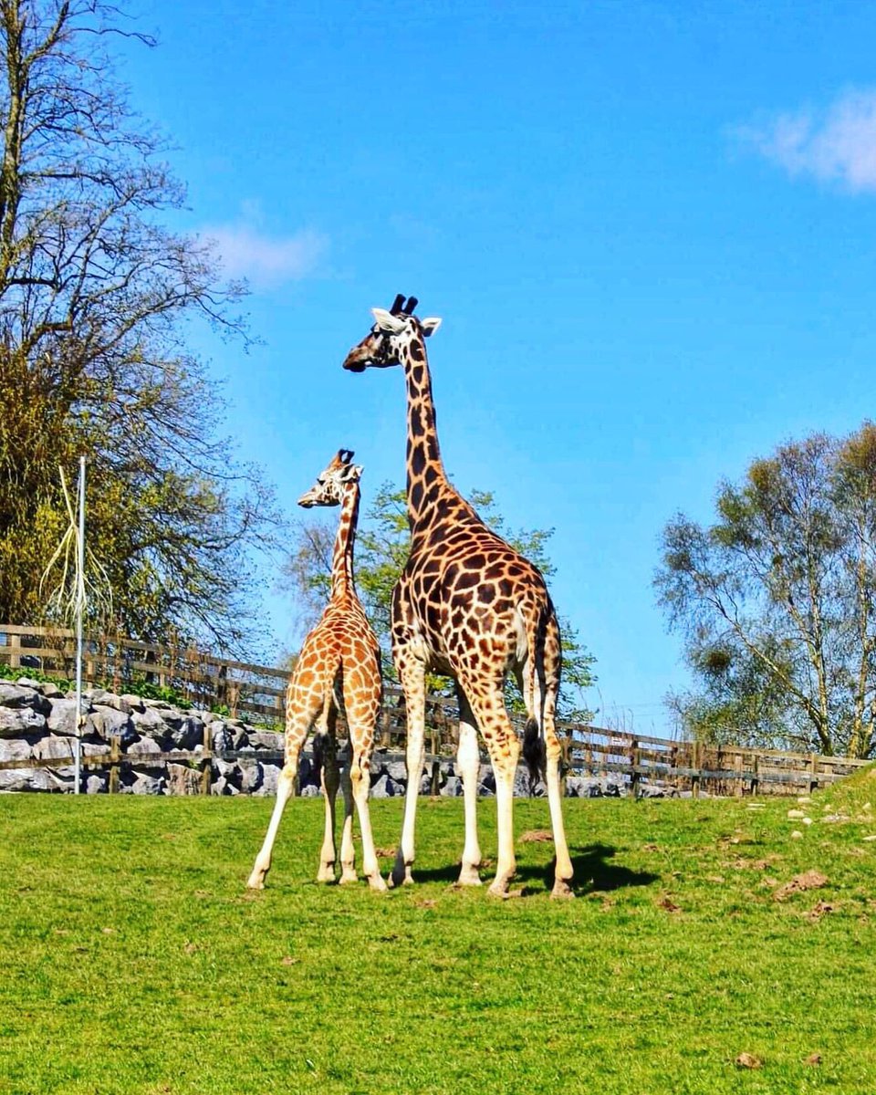 Mama and Baby 🦒 @fotawildlife #sunday #sunshine #fota #fotawildlifepark #wildlifepark #cork #ireland #girraffe #giraffes #mama #baby #mamagirrafe #babygiraffe #canon #april @pure_cork @corkbeo @LovingCork @CravingCork @yaycork @CorkDaily