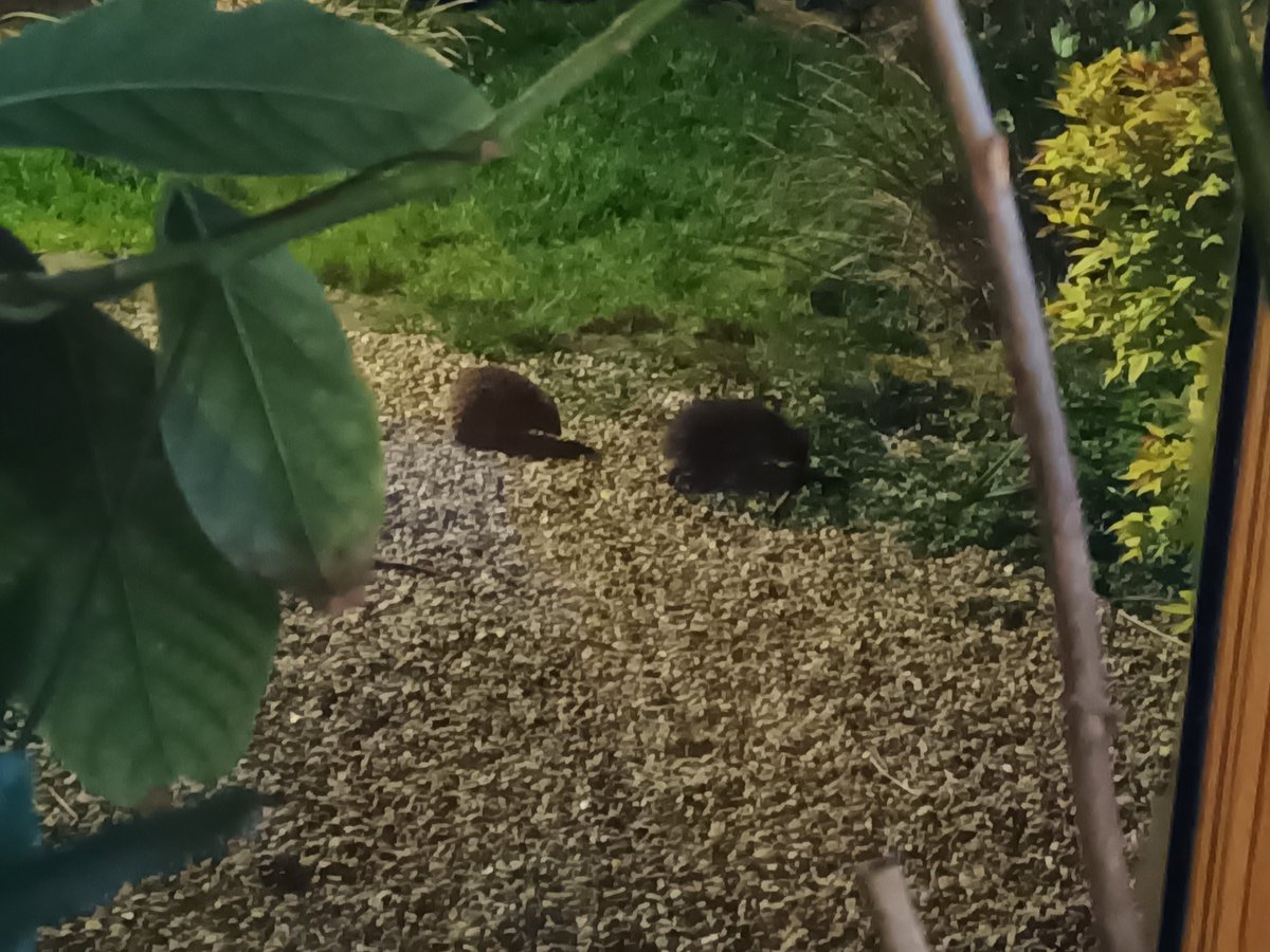 Two visitors to hedgehog food maze tonight.