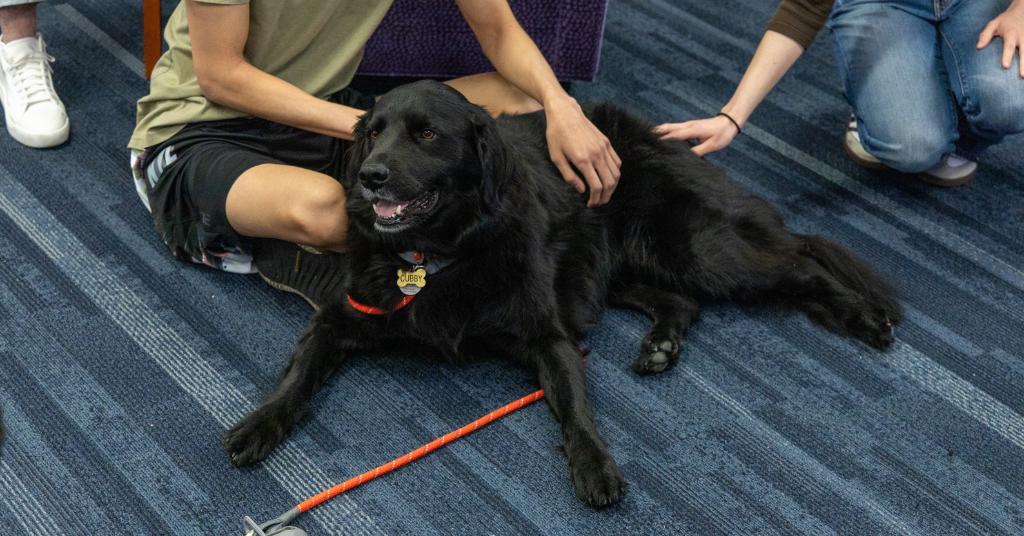 It's a great Study Day when West TN Therapy Dogs visit! Shoutout to Cubby and Bailey for putting smiles on many faces today. Thank you @UofMLibraries for hosting this wonderful de-stress opportunity for everyone! 

Good luck preparing for exams, Tigers 💻 📚 

#GoTigersGo