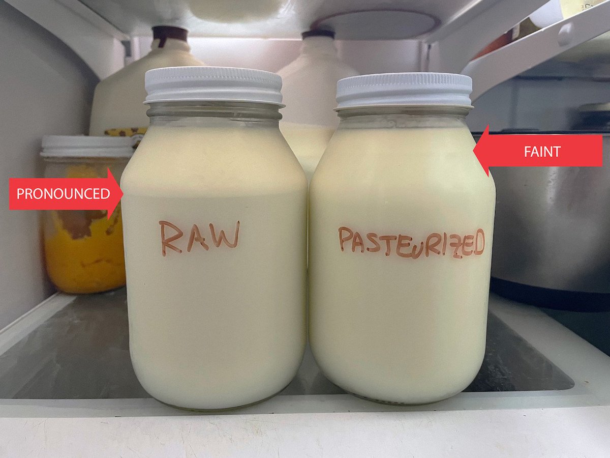 Pasteurized Milk:

- Denatures IGF-1
- Destroys Lactoferrin

IGF-1 prevents lactose-induced leaky gut and lactoferrin builds a healthy gut microbiome.

You aren't allergic to raw milk, you're allergic to pasteurized milk.