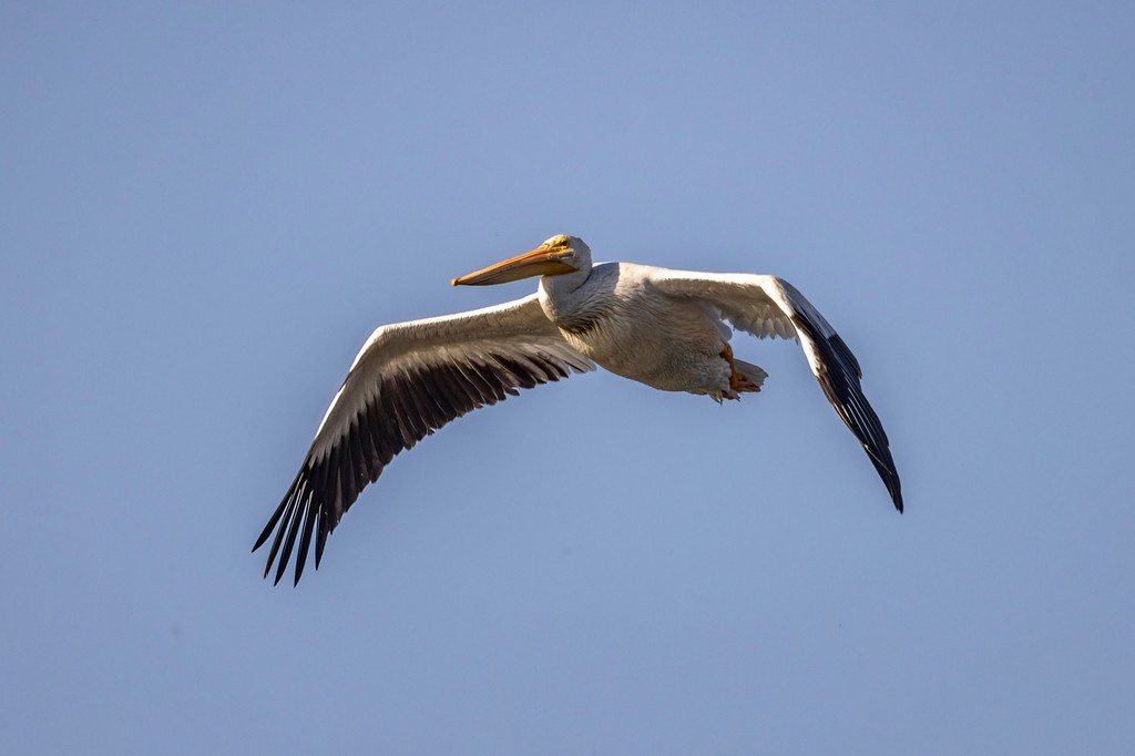 Take a moment to marvel at the majestic beauty of the American White Pelican, gracefully gliding through the pristine skies of Alberta. 🕊️🇨🇦 😍

#AlbertaNaturePhotography #WildlifeWonders #BirdsOfAlberta #ExploreTheOutdoors

l8r.it/bXvv