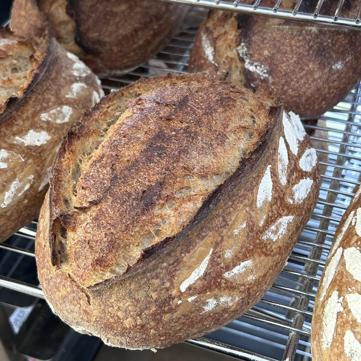 DaintyMonkey's tweet image. Sourdough with Orkney Beremeal. Super happy with these. Bere is a really unique flavour almost nutty. #microbakery #beremeal #sourdough #trinityedinburgh #silver #scottishbreadchampionship2022