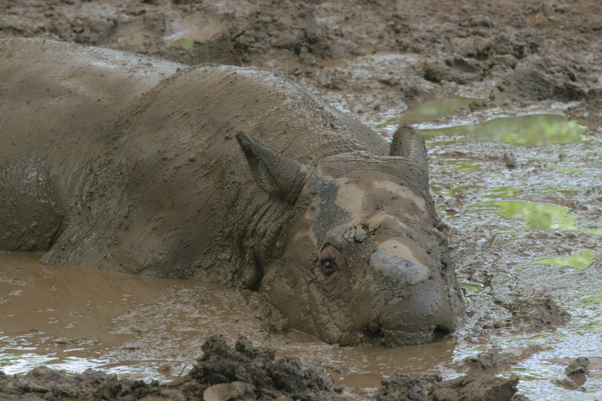 Today is National DNA Day! DYK: the Zoo provided DNA from Sumatran rhino Ipuh to create the genome sequence helping to trace the start of this species’ population decline & provide basic biological info that may improve the health of future generations! ow.ly/8INe50RotFg