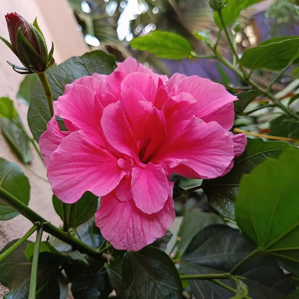 Hibiscus plants are popular choices for gardens and landscapes, thanks to their showy blooms and relatively low maintenance requirements. They thrive in warm, sunny conditions and well-drained soil, making them ideal for tropical and subtropical climates.