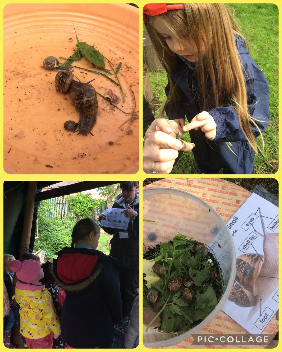 At Forest School this week, Maple class had fun making dandelion juice, which the sampled! They learnt about snails and made seed bombs before having fun learning through play! @BhamDES @FoxyDee6 @MagnificatMac