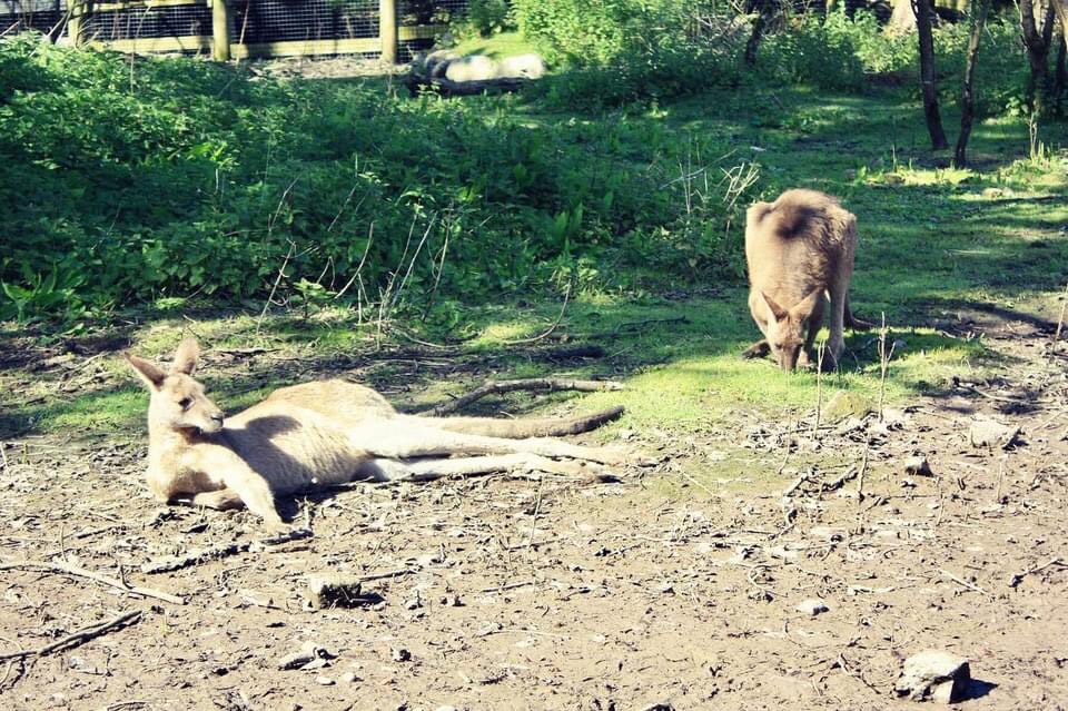 Sunday 🐵🦘🪶🦒 @fotawildlife #sunday #sunshine #fota #fotawildlifepark #wildlifepark #cork #ireland #girraffe #giraffes #monkey #kangaroo #stork #canon #april @pure_cork @corkbeo @LovingCork @CravingCork @yaycork @CorkDaily