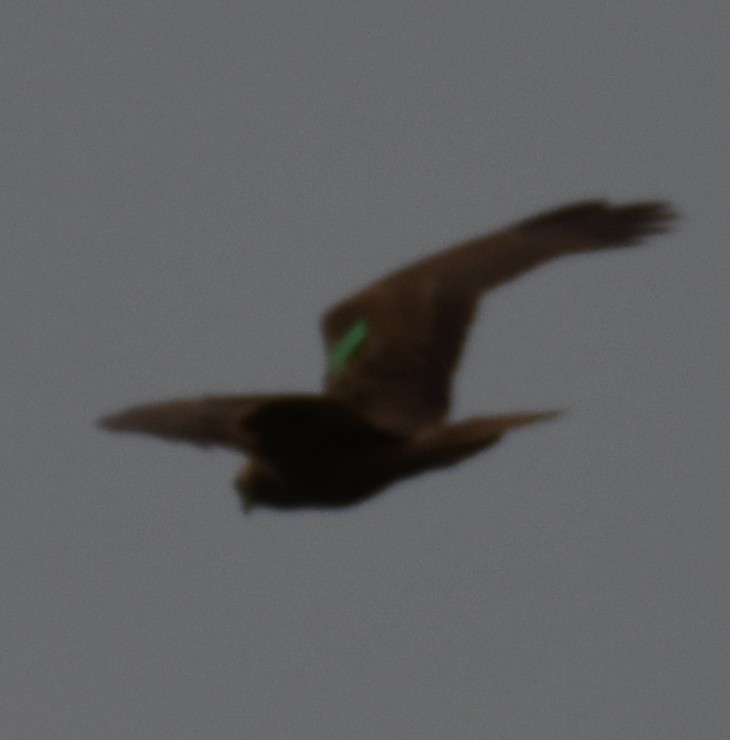 Very enjoyable morning at Goldcliff despite the very strong cold wind.
Blackwits and barwits, whimbrel on the rocks, lesser whitethroat and marsh harrier with green wing tag were highlights amongst many others.
