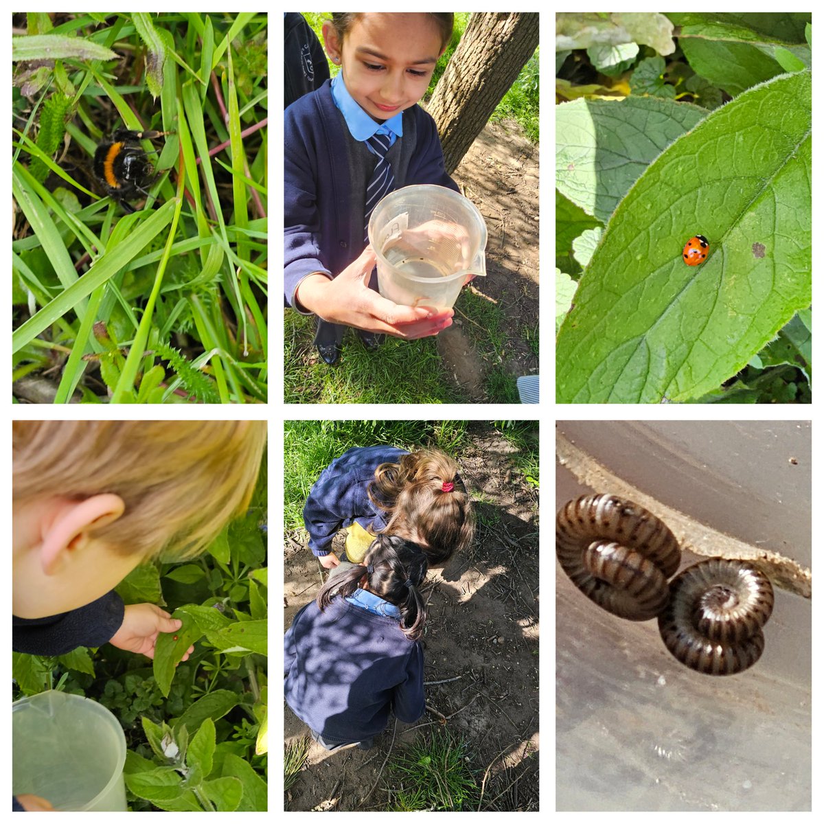 StPetersEYFS's tweet photo. The children have loved learning about bugs. We enjoyed a sunny morning in the park hunting for them and found lots of wonderful creatures. #bugs #eyfs #reception #outdoorkids https://t.co/mlzbvcC8Ew