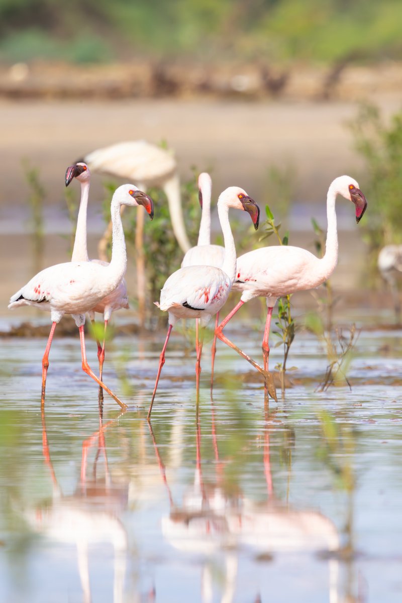 Flamingos at Sabaki River Estuary #nature #wildlife #birds #BirdPhotography #NaturePhotography #WildlifeFacts #BirdsSeenIn2024 #BirdsOfTwitter #TwitterNaturePhotography #africanwildlifephotography #wildlifephotography #birdwatching