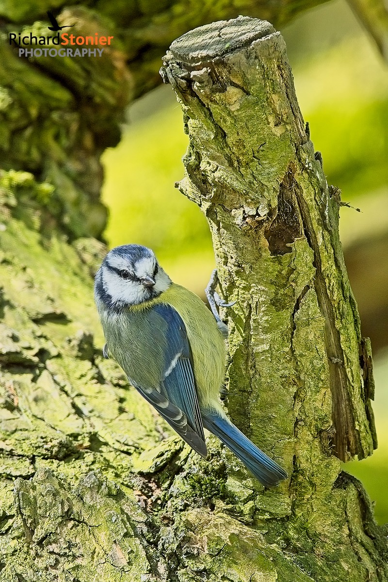 Blue Tit - 21 April 24